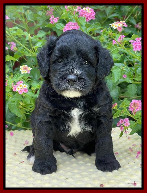 Oreo Rebel pups 5 wks old 241