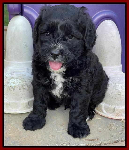 Oreo Rebel pups 6 wks old 151