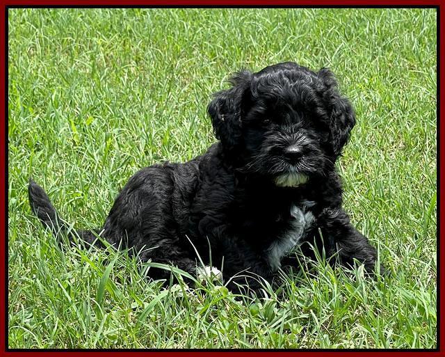 Oreo Rebel pups 6 wks old 161