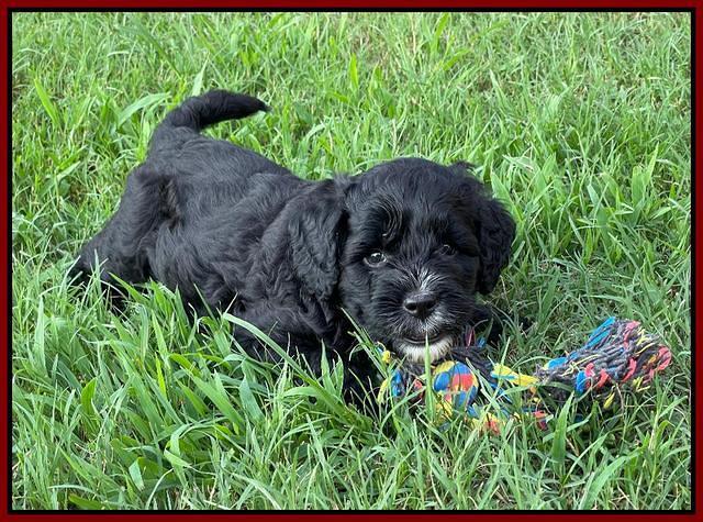 Oreo Rebel pups 6 wks old 171