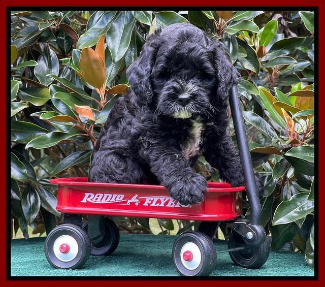 Oreo Rebel pups 7 wks old 241