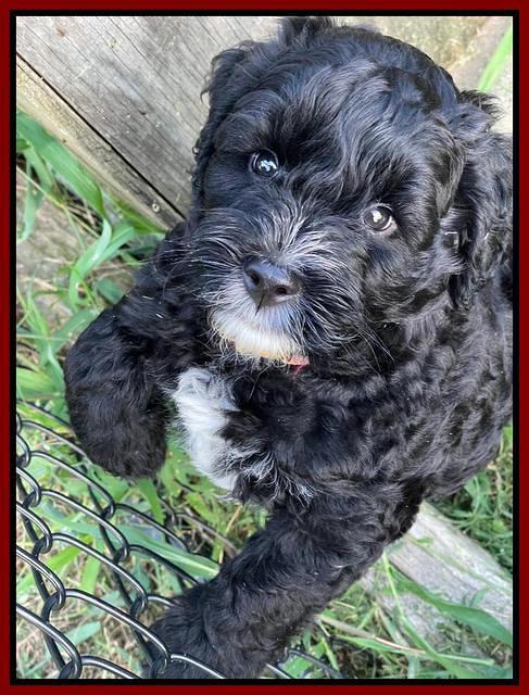 Oreo Rebel pups 7 wks old 281