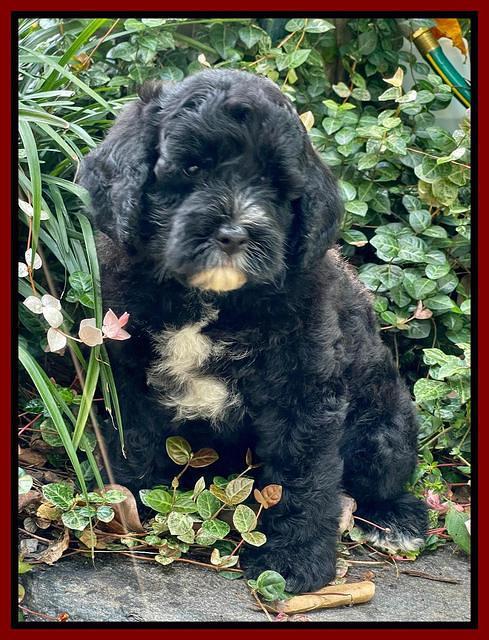 Oreo Rebel pups 8 wks old 171