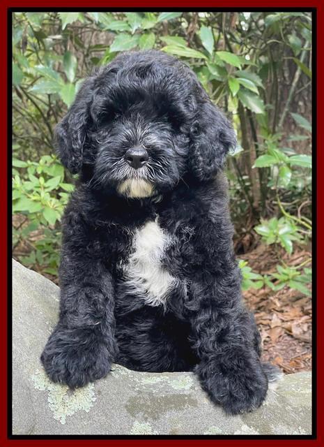 Oreo Rebel pups 8 wks old 191