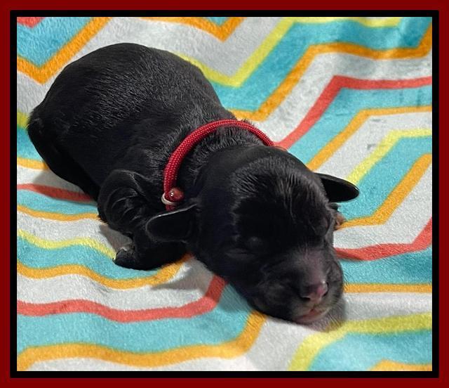 Oreo Rebel pups newborn 7 1