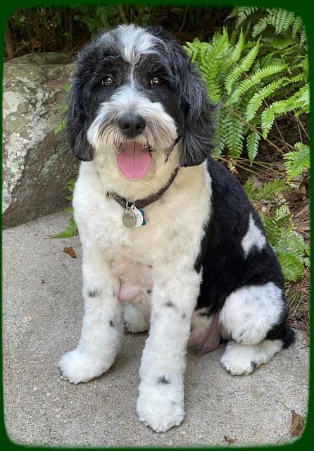 Oreo preg 2 Rebel day 57 3