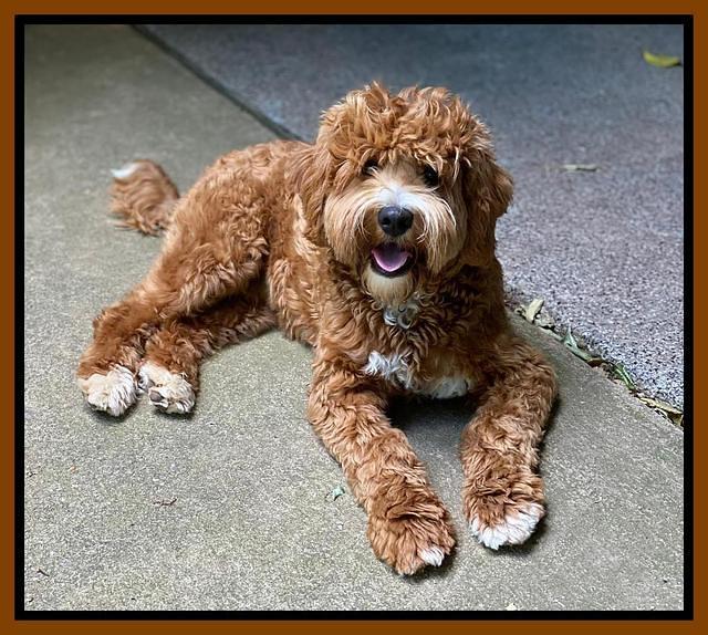 Rebel 8 mos old down 1