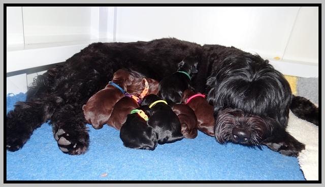 Raven Hawk pups newborn 91