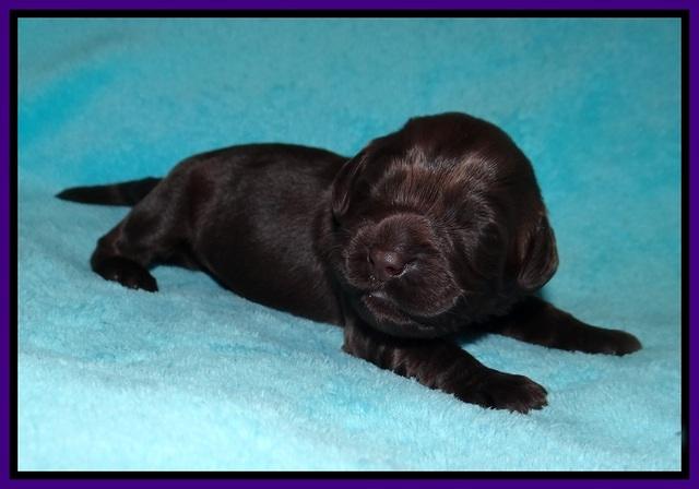 RAven Hawk pups 1 wk old 61