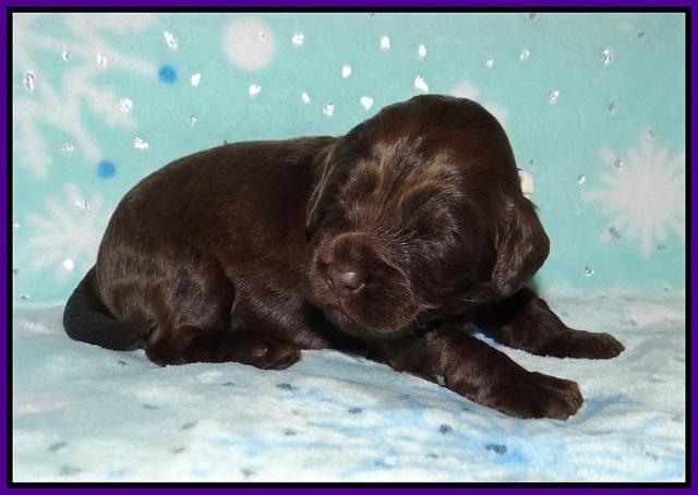 Raven Hawk pups 2 wks old 41