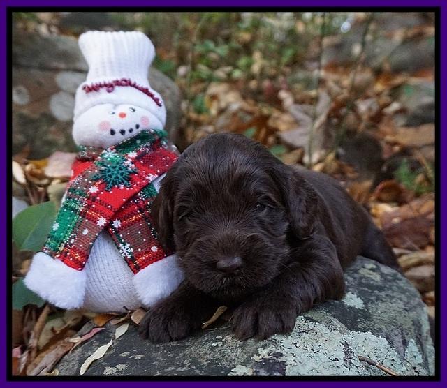 Raven Hawk pups 3 wks old 81