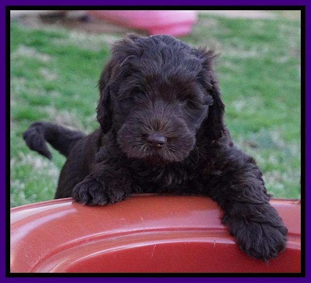 Raven Hawk pups 7 wks old 41