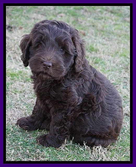 Raven Hawk pups 7 wks old 61