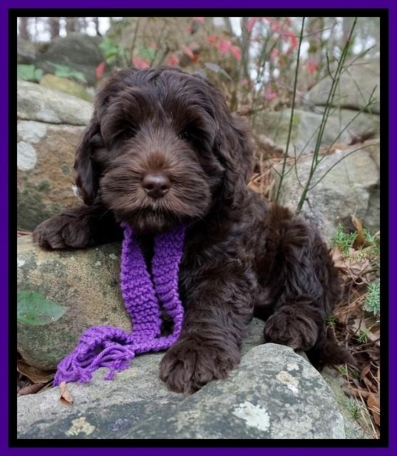 Raven Hawk pups 8 wks old 111531