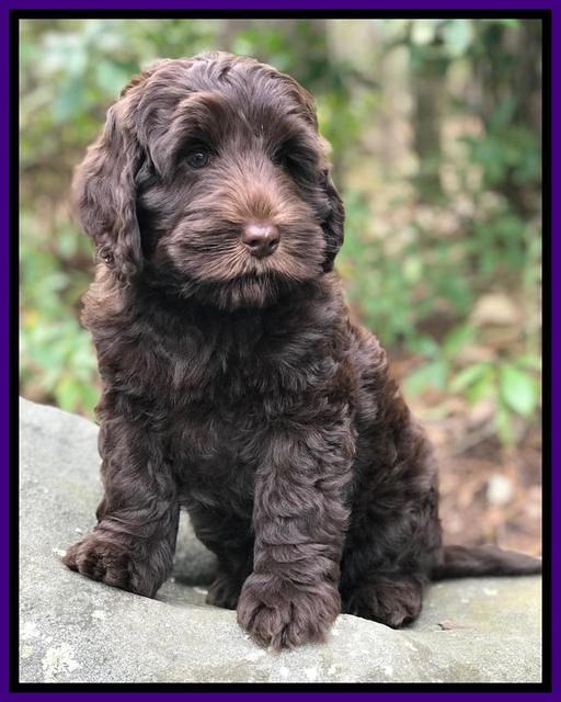 Raven Hawk pups 8 wks old 131531