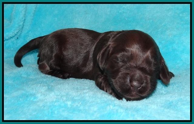 RAven Hawk pups 1 wk old 101