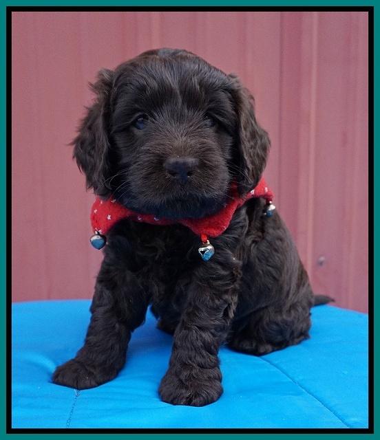 Raven Hawk pups 5 wks old 111