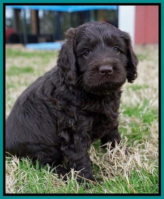 Raven Hawk pups 5 wks old 131