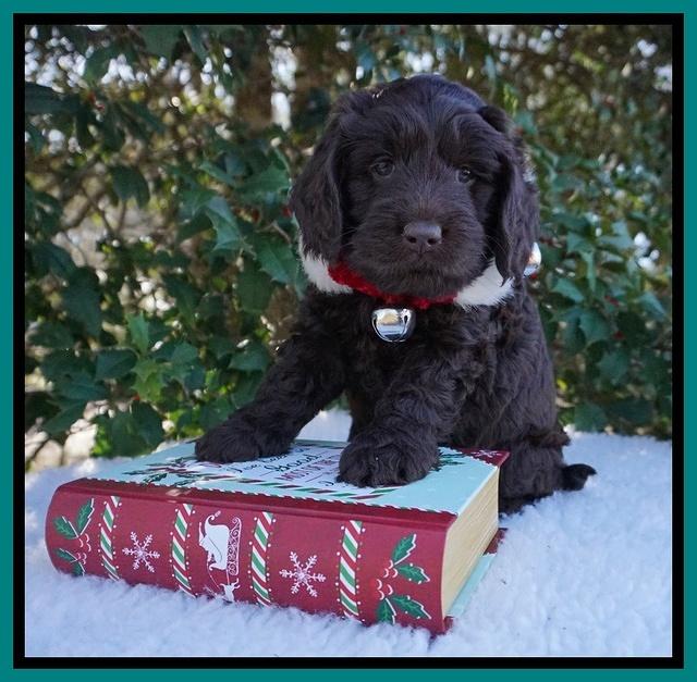 Raven Hawk pups 6 wks old 121