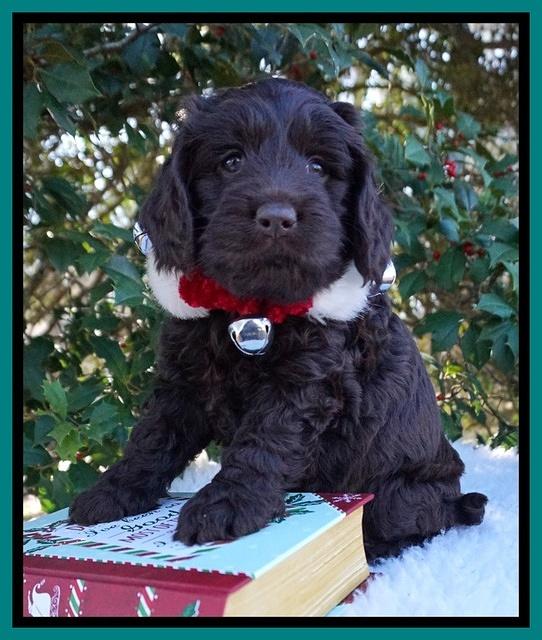 Raven Hawk pups 6 wks old 141