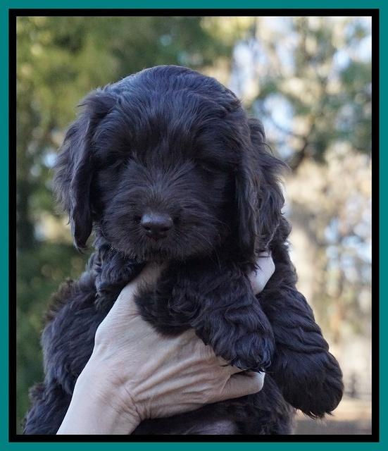 Raven Hawk pups 7 wks old 91