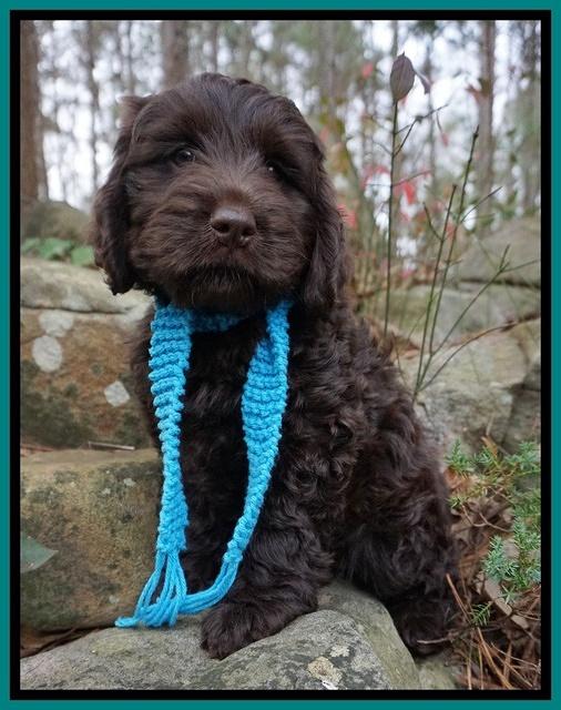 Raven Hawk pups 8 wks old 61531