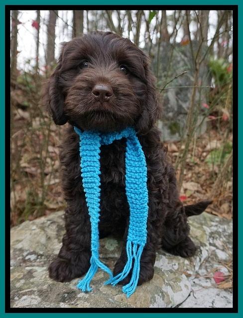 Raven Hawk pups 8 wks old 71531