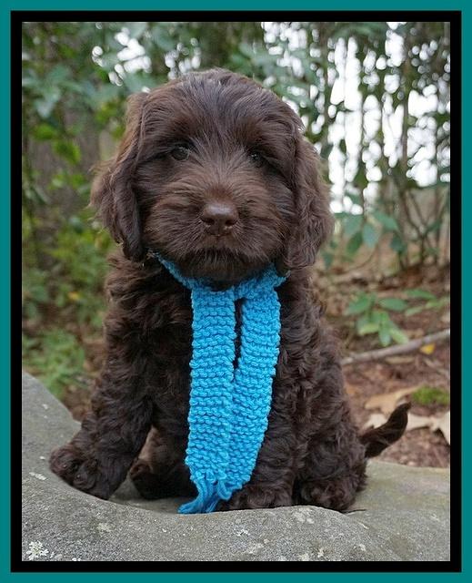 Raven Hawk pups 8 wks old 81531