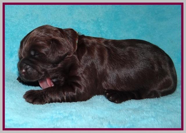 RAven Hawk pups 1 wk old 111