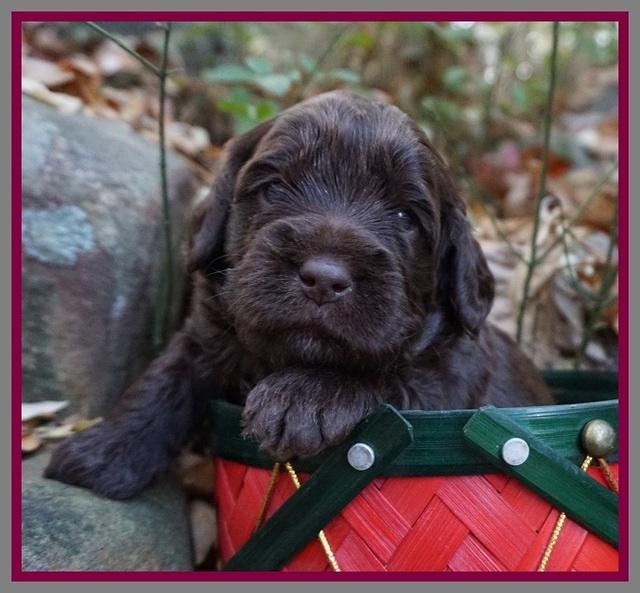 Raven Hawk pups 3 wks old 141