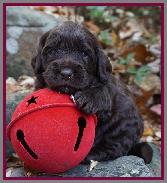 Raven Hawk pups 3 wks old 161