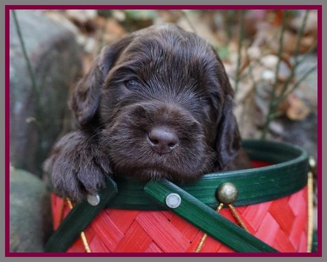 Raven Hawk pups 3 wks old 171