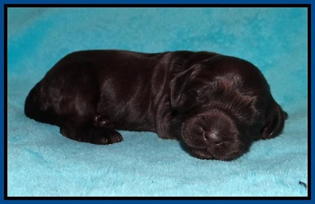 RAven Hawk pups 1 wk old 141