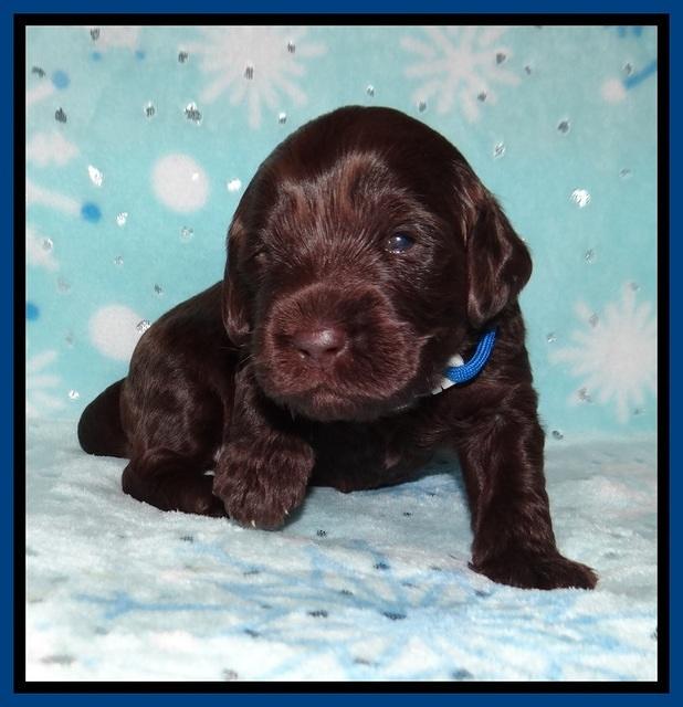 Raven Hawk pups 2 wks old 101