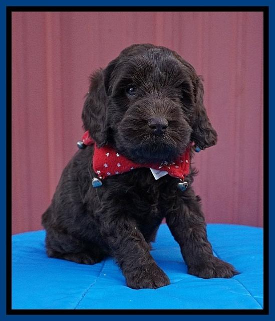 Raven Hawk pups 5 wks old 201