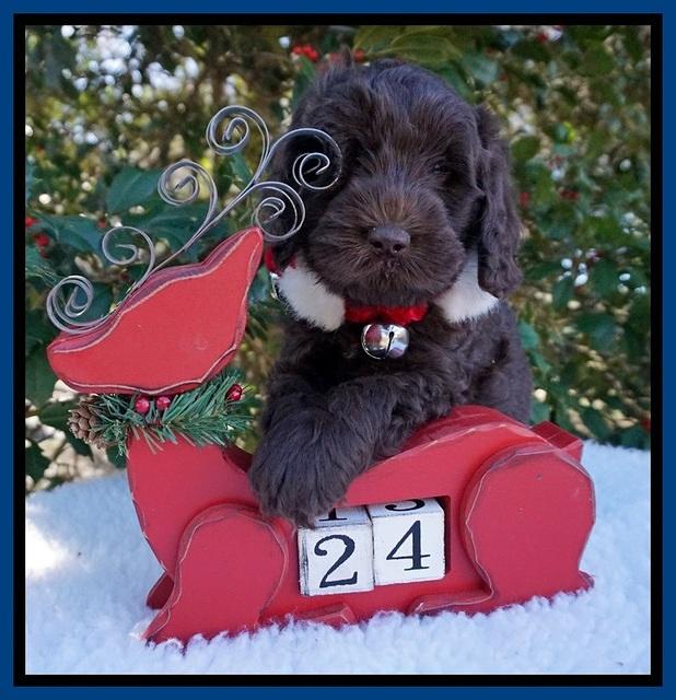 Raven Hawk pups 6 wks old 201