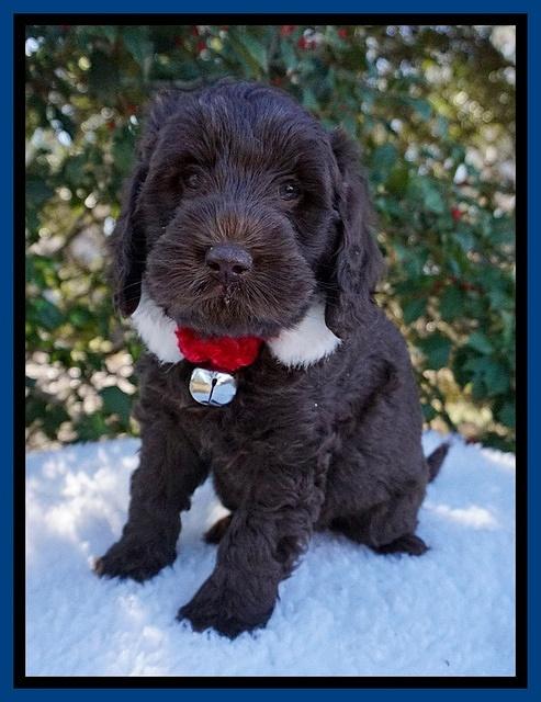 Raven Hawk pups 6 wks old 211
