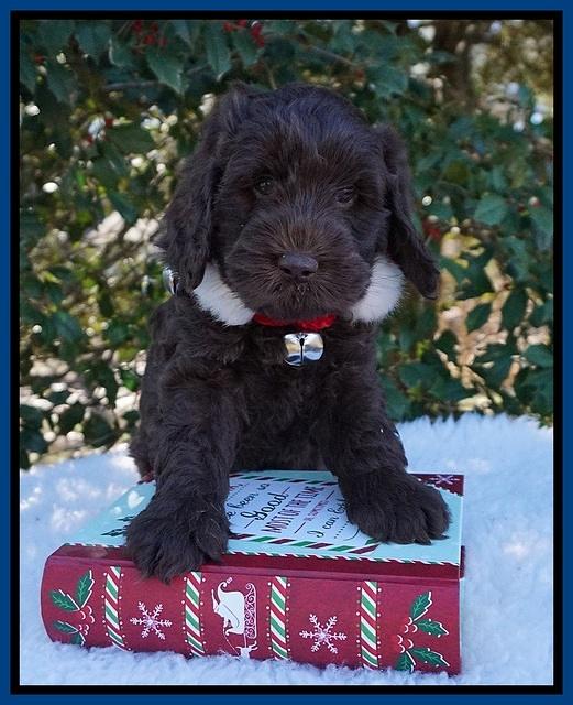 Raven Hawk pups 6 wks old 221