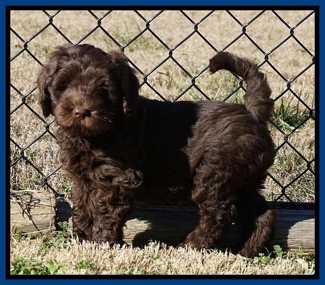 Raven Hawk pups 7 wks old 19100