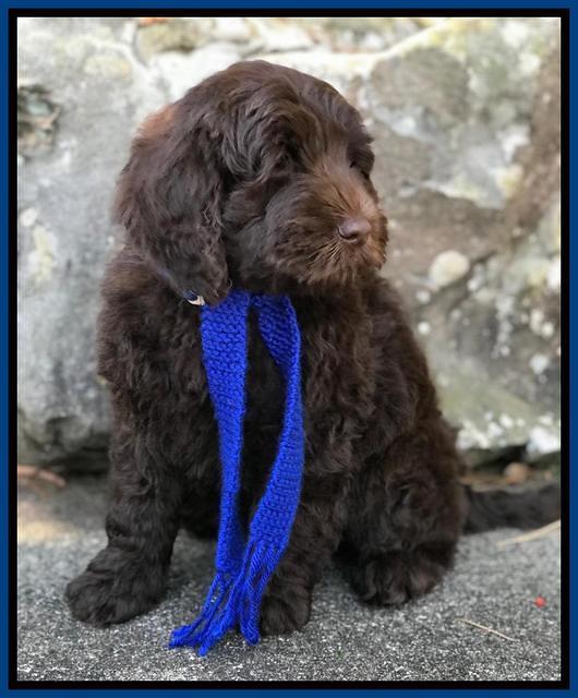 Raven Hawk pups 8 wks old 530