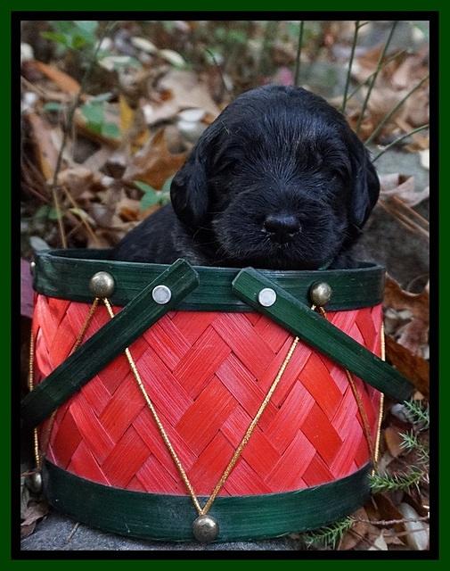 Raven Hawk pups 3 wks old 221