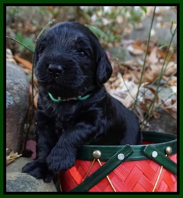 Raven Hawk pups 3 wks old 231