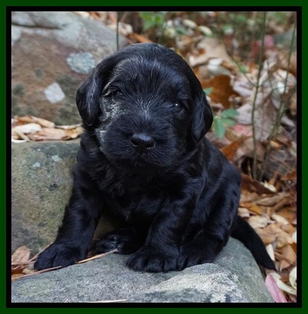 Raven Hawk pups 3 wks old 251