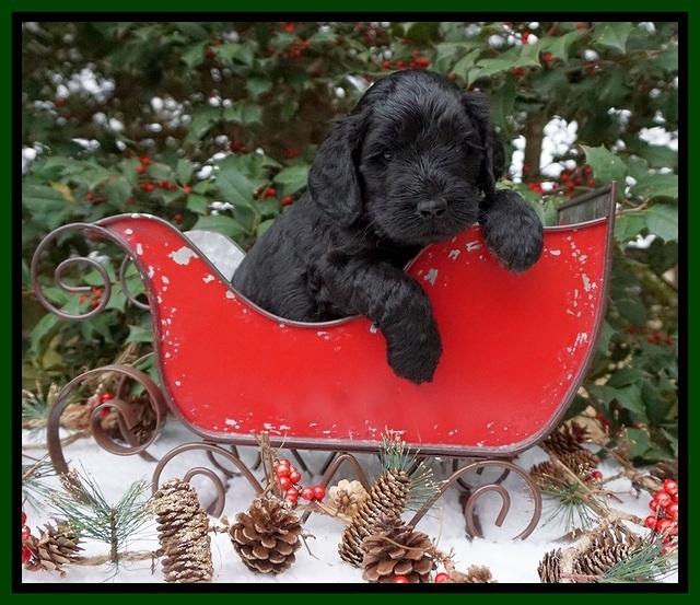 Raven Hawk pups 4 wks old 181