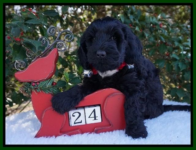 Raven Hawk pups 6 wks old 231