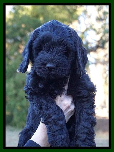 Raven Hawk pups 7 wks old 201