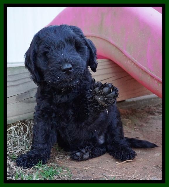 Raven Hawk pups 7 wks old 25100