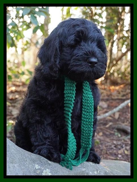 Raven Hawk pups 8 wks old 11