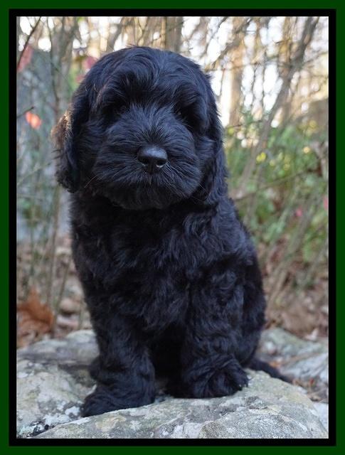 Raven Hawk pups 8 wks old 31