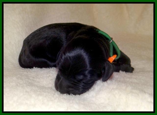 Raven Hawk pups newborn 61